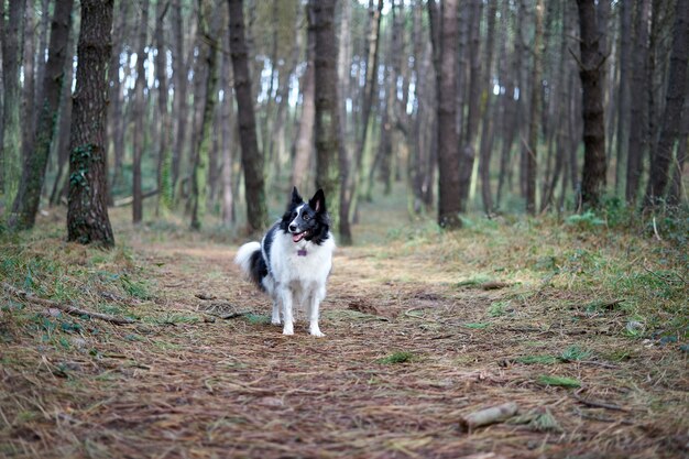 Border collie blanco y negro en un paisaje forestal