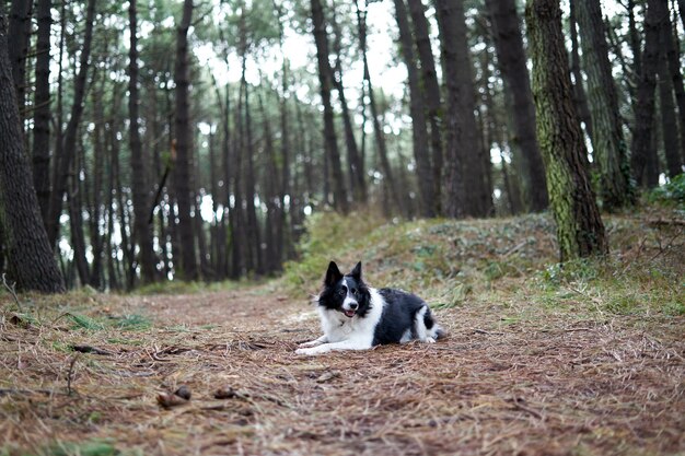 Border collie blanco y negro en un paisaje forestal