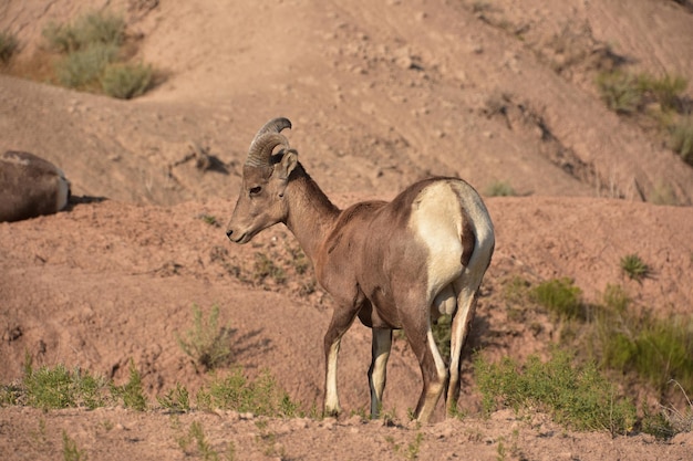 Borrego cimarrón en las tierras baldías de Dakota del Sur