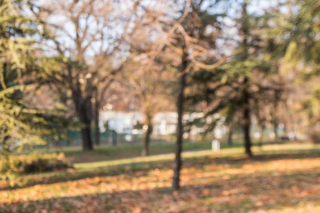 Borrosos árboles de otoño en el jardín