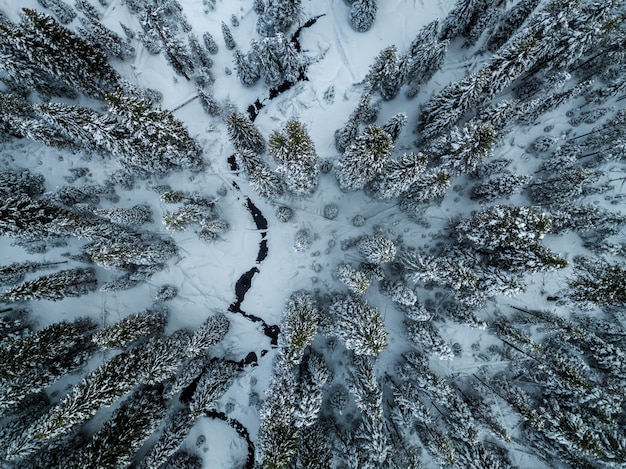 Bosque de abetos cubiertos de nieve en invierno