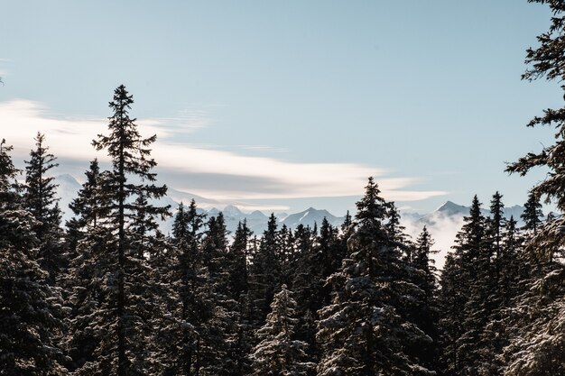 Bosque de abetos en invierno cubierto de nieve