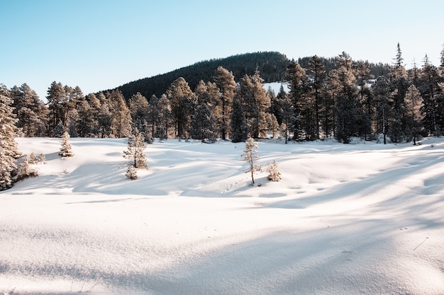 Bosque de abetos durante el invierno cubierto de nieve