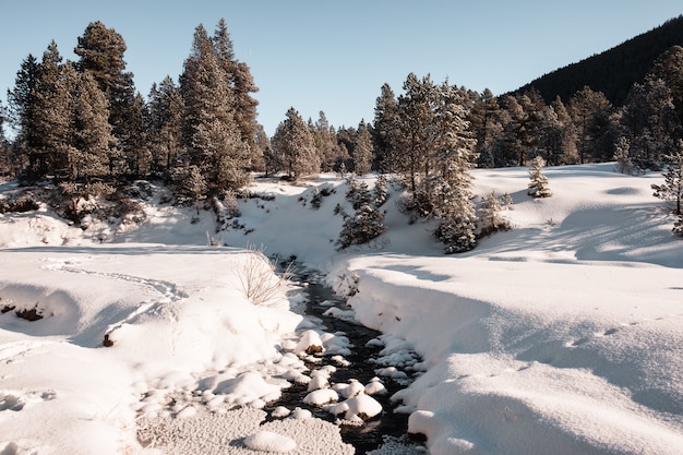 Bosque de abetos durante el invierno cubierto de nieve