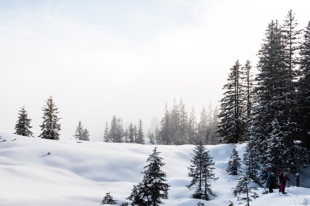 Bosque de abetos durante el invierno cubierto de nieve