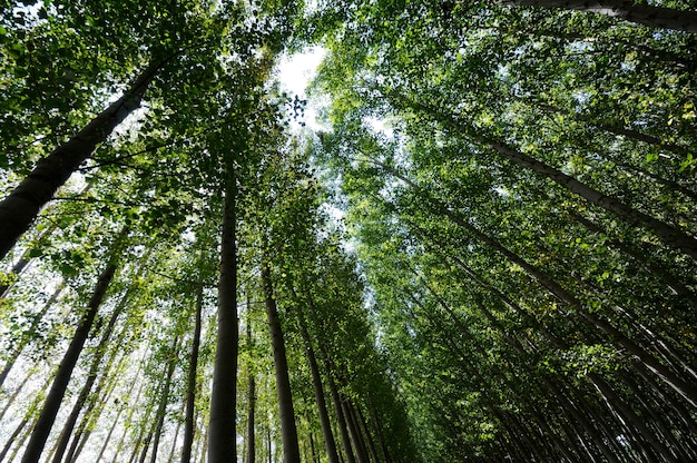 Bosque de álamos en Fuente Vaqueros, Granada, Andalucía, España