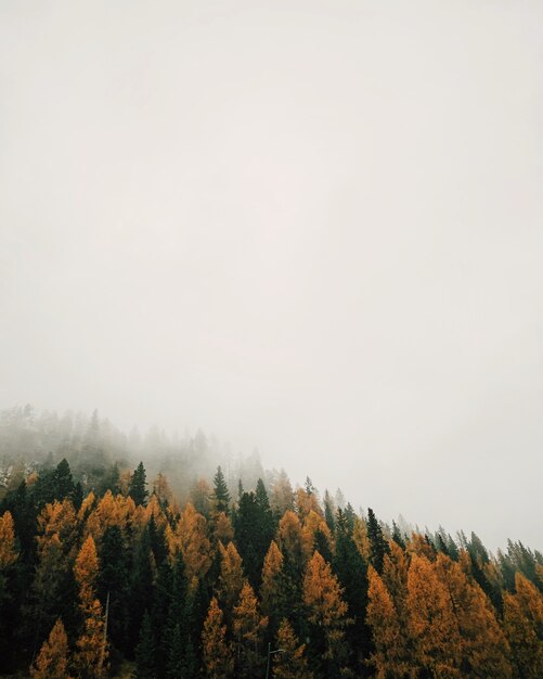 Bosque con alerces multicolores durante un clima neblinoso