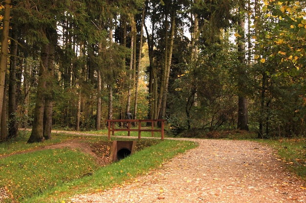 Bosque con árboles y una barandilla de madera