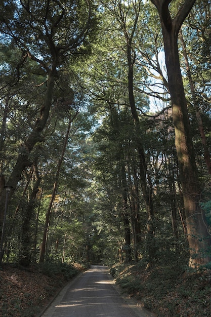 Bosque con árboles de cerca