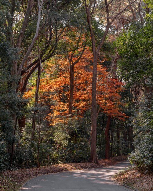 Bosque con árboles de cerca