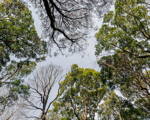 Bosque con árboles de cerca