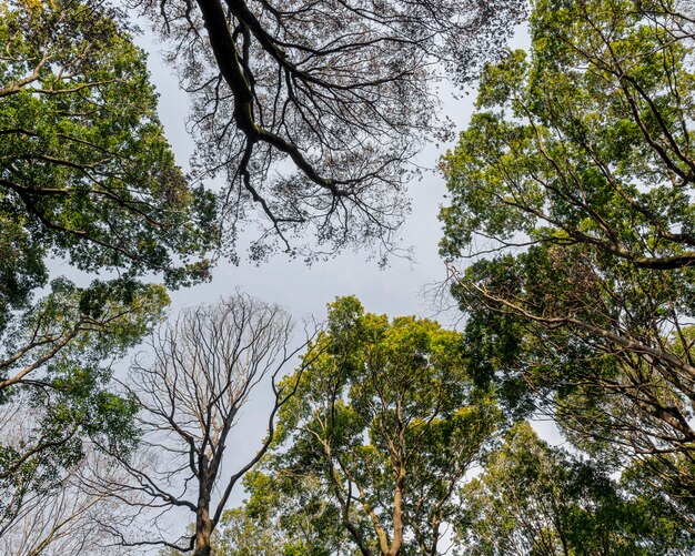 Bosque con árboles de cerca