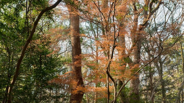 Bosque con árboles de cerca