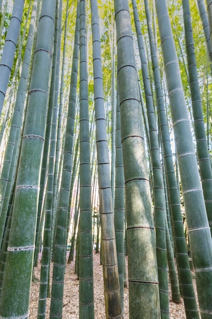 Bosque con árboles de cerca