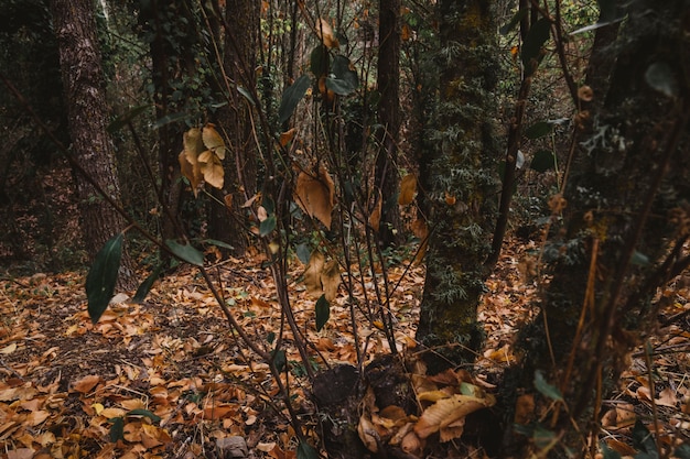 Bosque con arboles y hojas de otoño