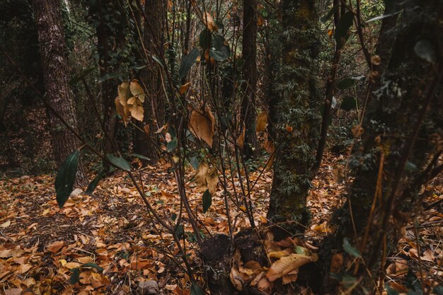 Bosque con arboles y hojas de otoño