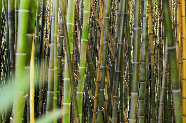 Bosque de bambú botánico a la luz del día.