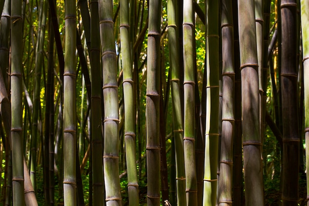 Bosque de bambú botánico a la luz del día.