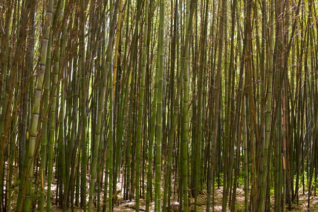 Bosque de bambú botánico a la luz del día.