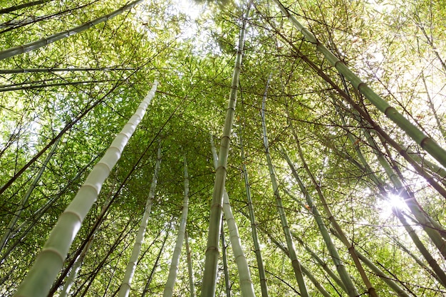 Bosque de bambú botánico a la luz del día.