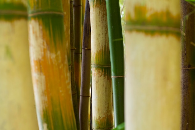 Bosque de bambú botánico a la luz del día.