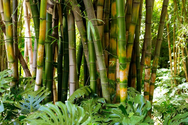 Bosque de bambú botánico a la luz del día.