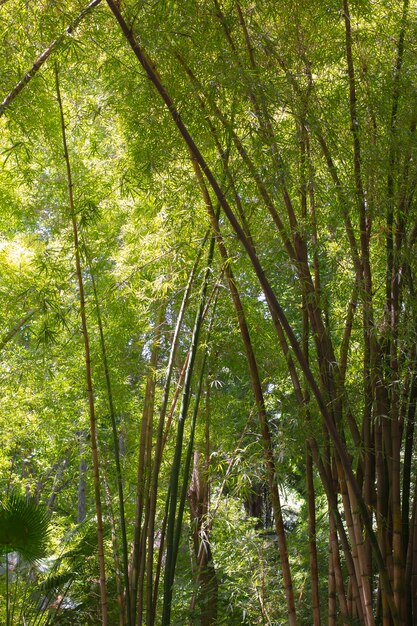 Bosque de bambú botánico a la luz del día.