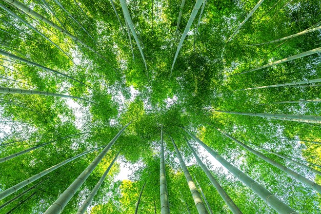 Bosque de bambú. Fondo de naturaleza.