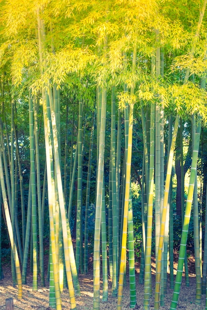 Bosque de bambú (imagen filtrada procesada efecto de la vendimia.)