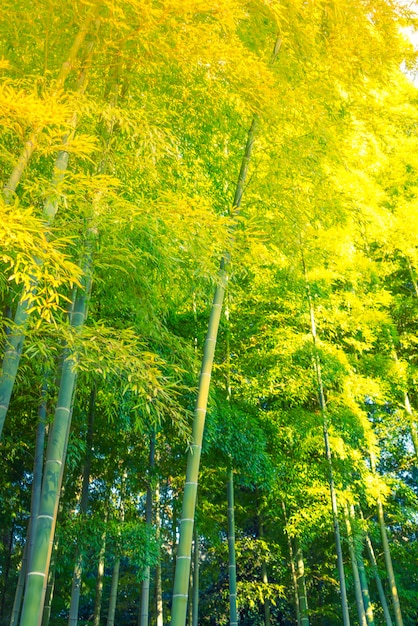 Bosque de bambú (imagen filtrada procesada efecto de la vendimia.)