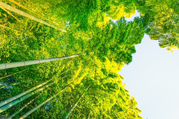 Bosque de bambú (imagen filtrada procesada efecto de la vendimia.)