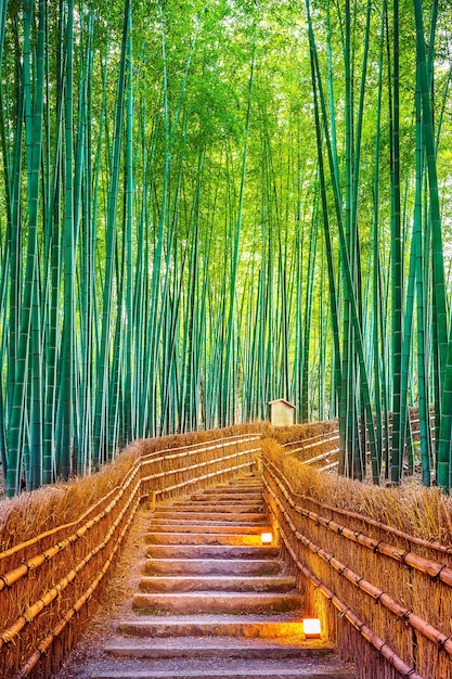 Foto gratuita bosque de bambú en kyoto, japón.
