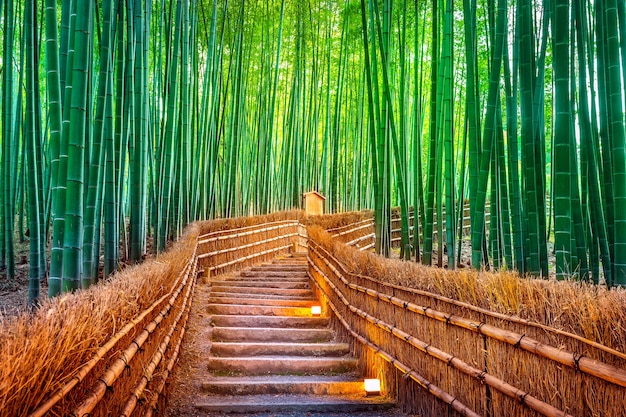 Bosque de bambú en Kyoto, Japón.