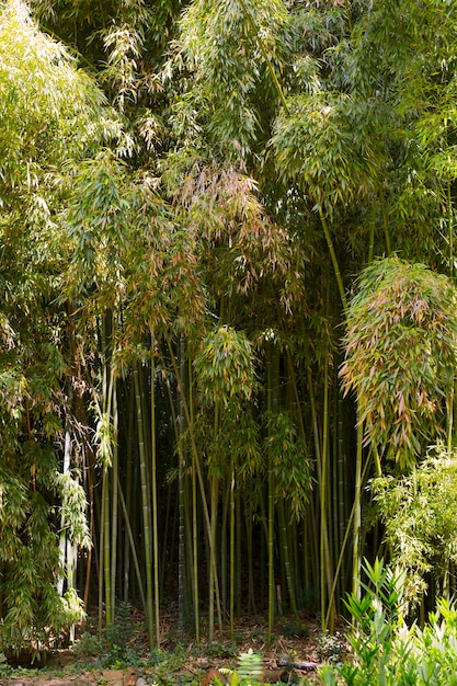 Foto gratuita bosque de bambú oriental a la luz del día