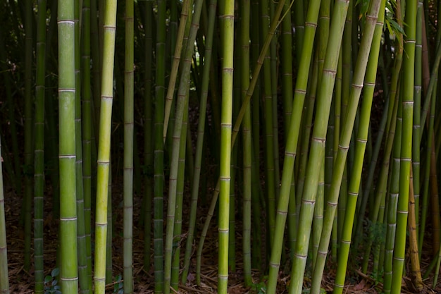 Bosque de bambú oriental a la luz del día