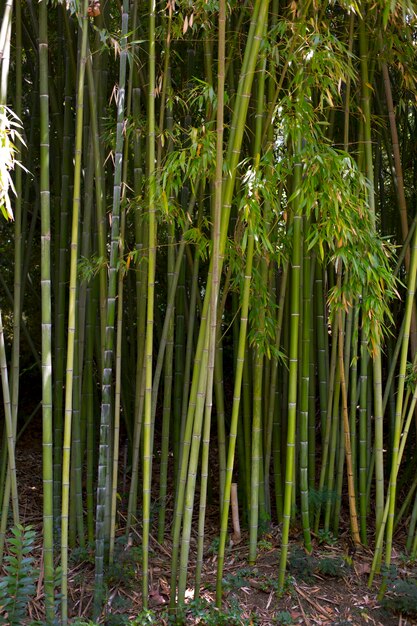 Bosque de bambú oriental a la luz del día