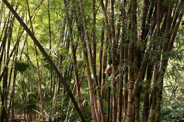 Foto gratuita bosque de bambú tropical a la luz del día.