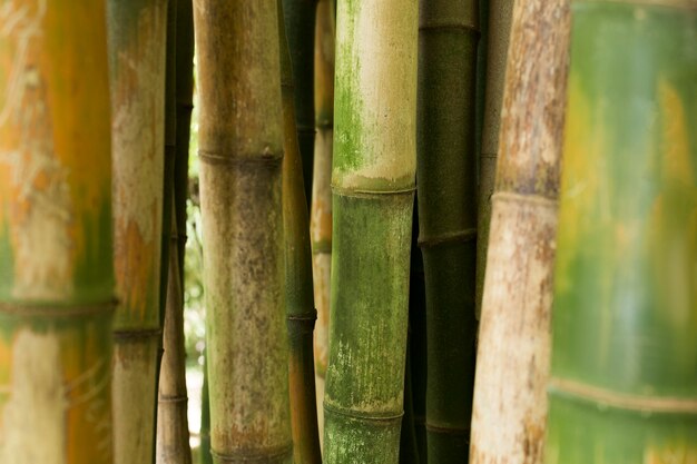 Bosque de bambú tropical a la luz del día.