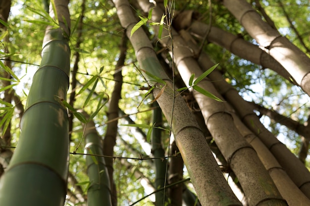 Bosque de bambú tropical a la luz del día.