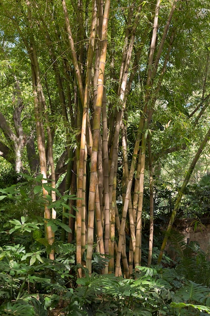 Bosque de bambú tropical a la luz del día.