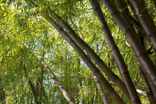 Bosque de bambú tropical a la luz del día.