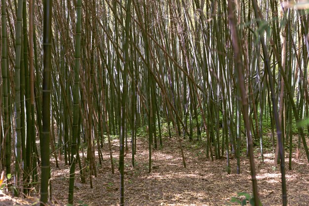 Bosque de bambú tropical a la luz del día.