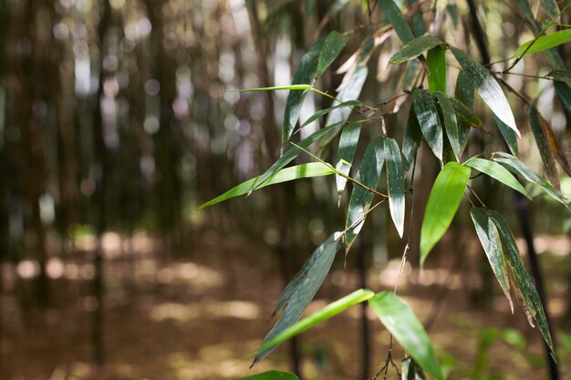 Bosque de bambú tropical a la luz del día.