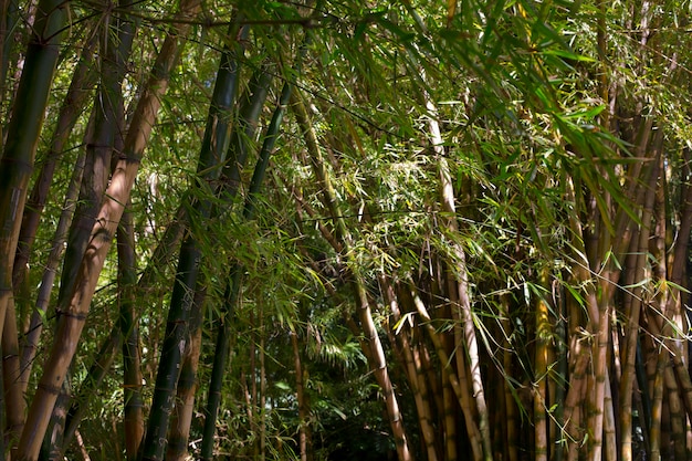 Bosque de bambú tropical a la luz del día.