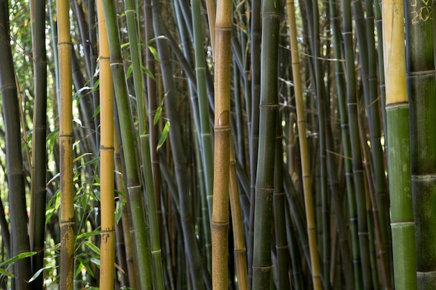 Bosque de bambú tropical a la luz del día.