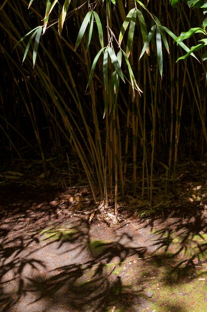 Bosque de bambú tropical a la luz del día.