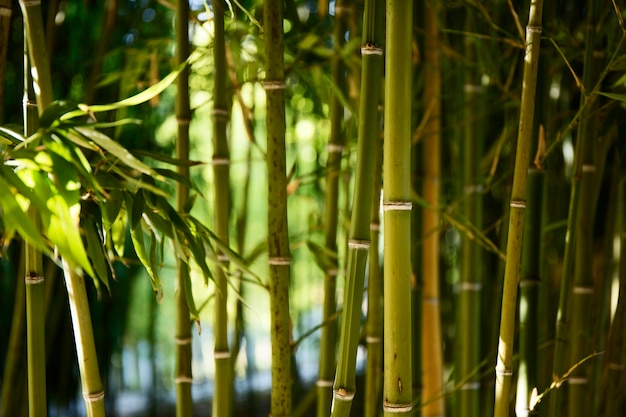 Foto gratuita bosque de bambú verde a la luz del día