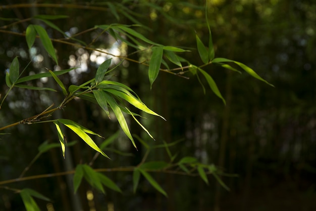 Bosque de bambú verde tropical