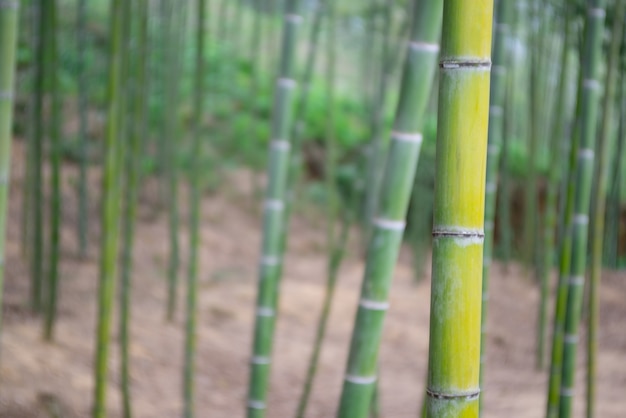 Foto gratuita bosque de bambú