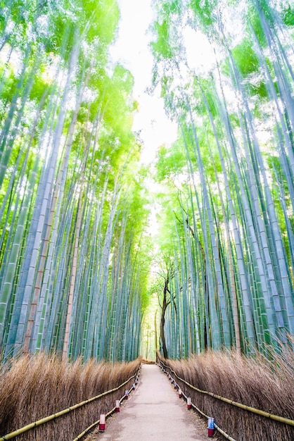 Foto gratuita bosque de bambú